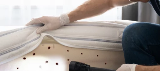 Le Point Juridique : Punaises de lit - conseils et que faire en cas d'infestation