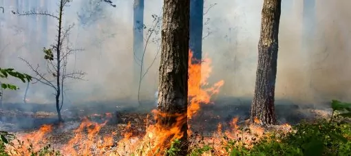 assurance-feu-de-forêt-mfa